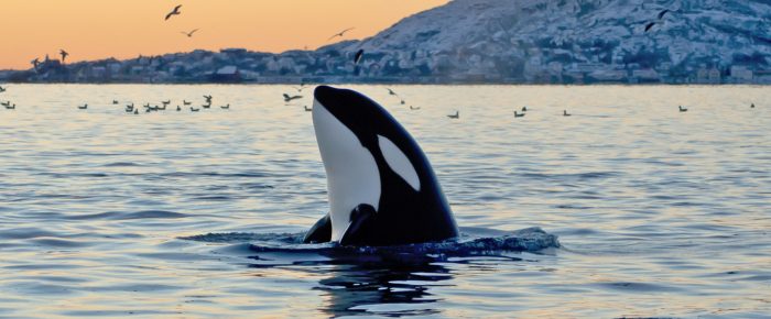 El faro de las orcas o ¿qué estamos haciendo del ser humano?